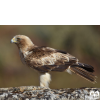 گونه عقاب پر پا Booted Eagle 